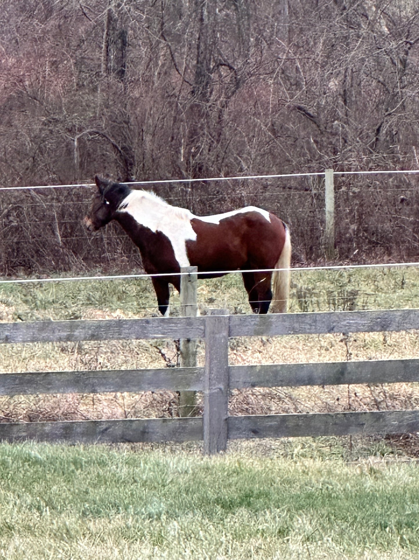 Equine Boarding